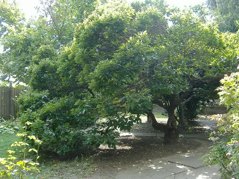 Gömb eper / Morus alba 'Fegyvernekiana'