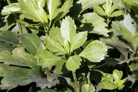 Japán kövérke / Pachysandra terminalis 'Green Carpet'
