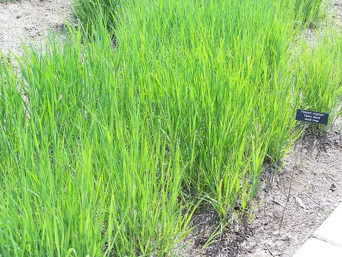 Vesszős köles / Panicum virgatum 'Heavy Metal'