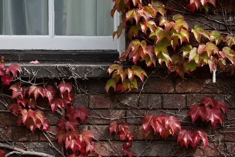 Tapadókorongos vadszőlő / Parthenocissus tricuspidata 'Veitchii'