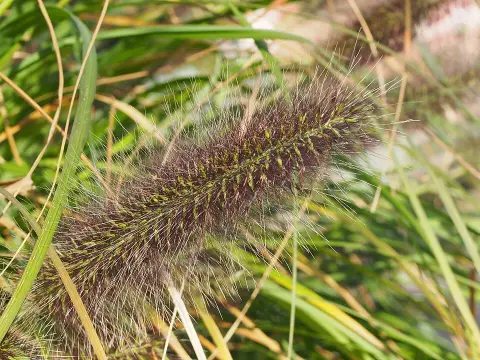 Fekete virágú tollborzfű / Pennisetum alopecuroides 'Black Beauty'