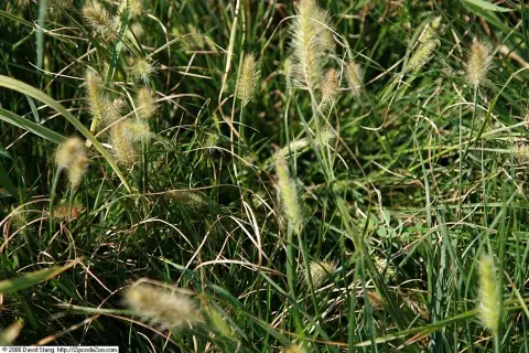 Törpe tollborzfű / Pennisetum alopecuroides 'Little Bunny'