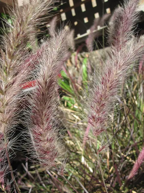 Rózsaszín virágú tollborzfű / Pennisetum orientale 'Flamingo'