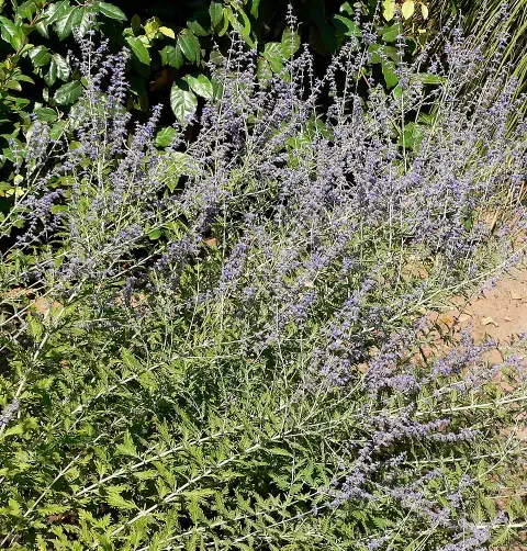 Kék virágú sudárzsálya / Perovskia atriplicifolia 'Blue Spire'
