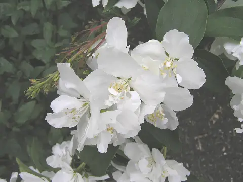 Fehér féltelt virágú, illatos jezsámen / Philadelphus 'Dame Blanche'