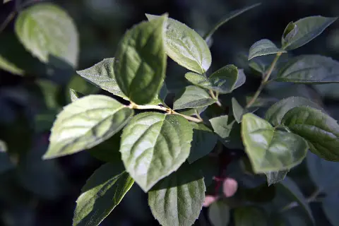 Fehér, teltvirágú jezsámen / Philadelphus 'Virginal'