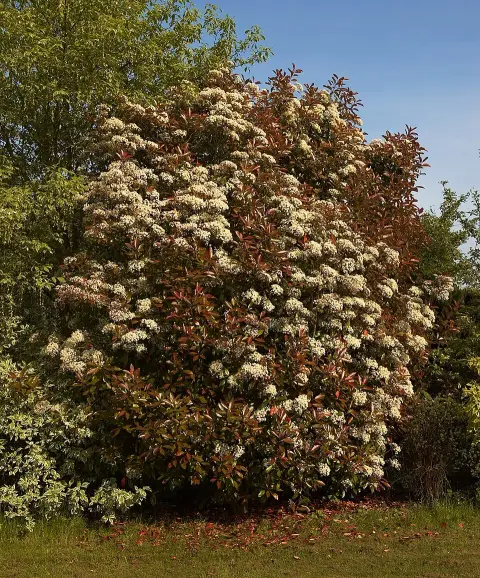 Korallberkenye / Photinia fraseri 'Robusta Compacta'
