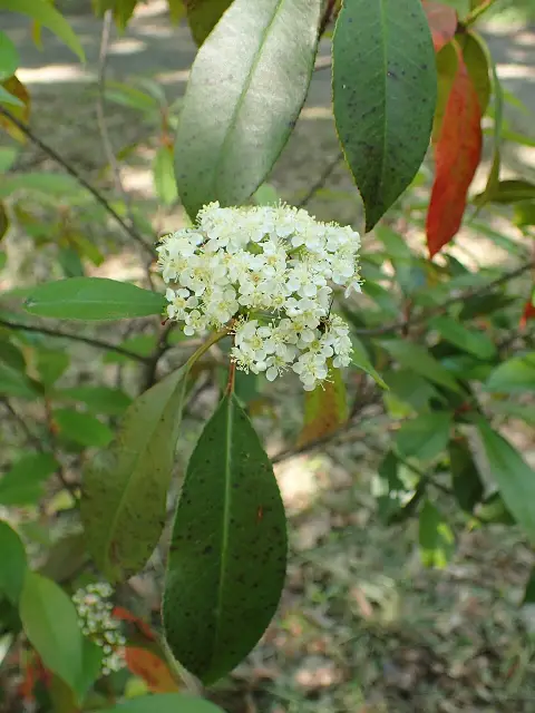Törpe korallberkenye / Photinia x fraseri 'Little Red Robin'