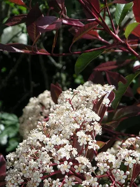 Korallberkenye / Photinia x fraseri 'Red Robin'