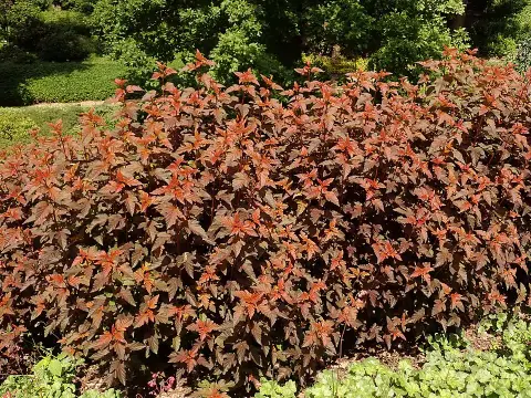 Bordó levelű hólyagvessző / Physocarpus opulifolius 'Lady in Red' ®