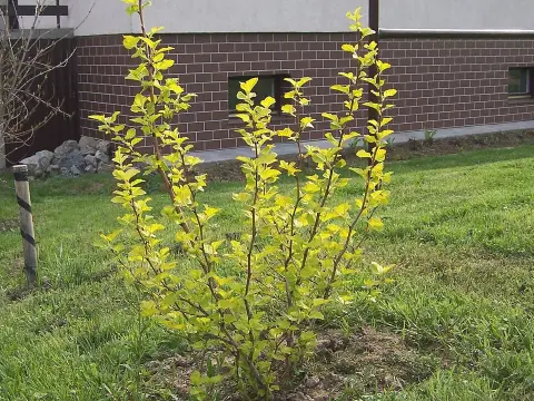 Sárga levelű hólyagvessző / Physocarpus opulifolius 'Luteus'