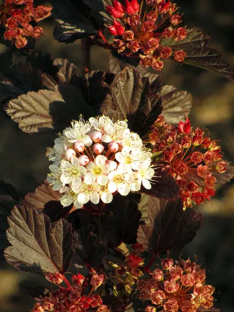 Vörös levelű hólyagvessző / Physocarpus opulifolius 'Summer Wine' ®