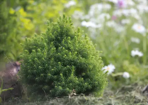 Törpe gömb cukorsüvegfenyő / Picea glauca 'Alberta Globe'