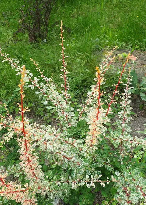 Tarka levelű borbolya (fehér-rózsaszín-zöld) / Berberis thunbergii 'Natasza' ®