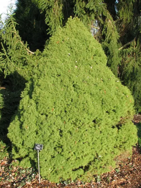 Cukorsüvegfenyő / Picea glauca 'Conica'
