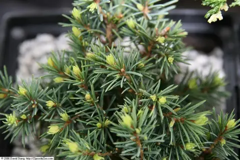 Törpe gömb, cukorsüvegfenyő / Picea glauca 'Echiniformis'