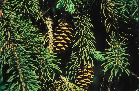 Sárga cukorsüvegfenyő / Picea glauca 'Rainbow's End'
