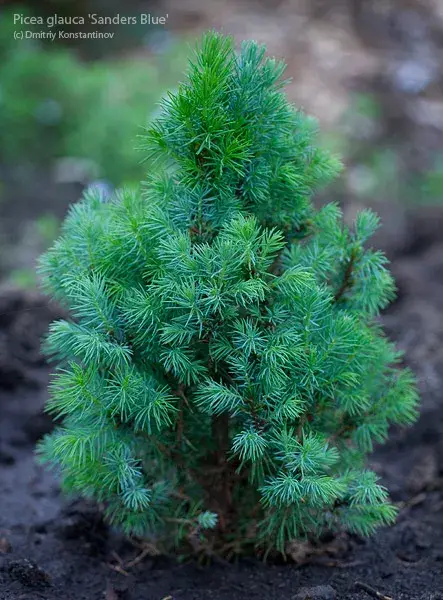 Kék cukorsüvegfenyő / Picea glauca 'Sander's Blue'