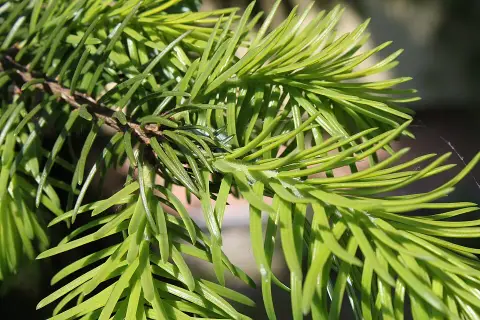 Törpe, gömb szerb lucfenyő / Picea omorika 'Karel'