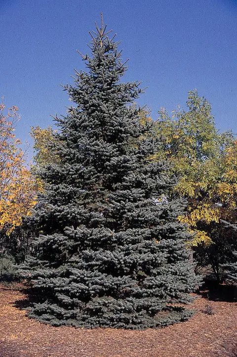 Ezüst lucfenyő / Picea pungens f. glauca 'Kaibab'