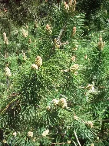 Havasi törpefenyő / Pinus mugo 'Mughus'