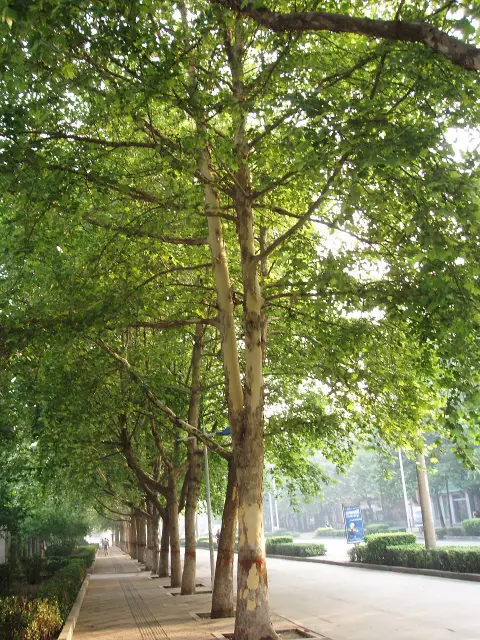 Platán / Platanus acerifolia