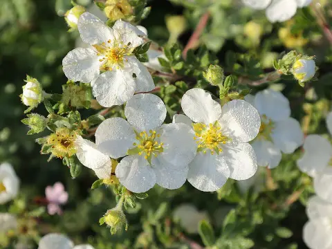 Fehér virágú cserjés pimpó / Potentilla fruticosa 'Abbotswood'