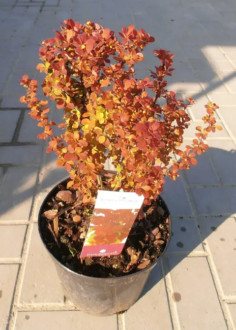 Narancspiros levelű, oszlopos borbolya / Berberis thunbergii 'Orange Rocket' ®