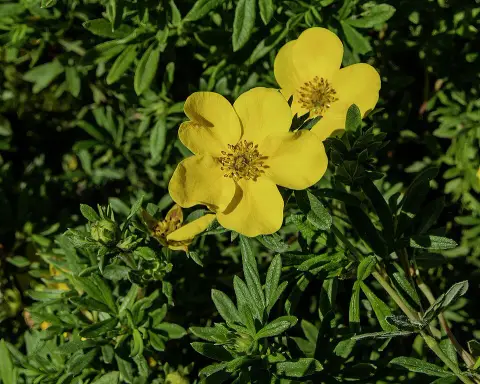 Sárga virágú cserjés pimpó / Potentilla fruticosa 'Goldstar'