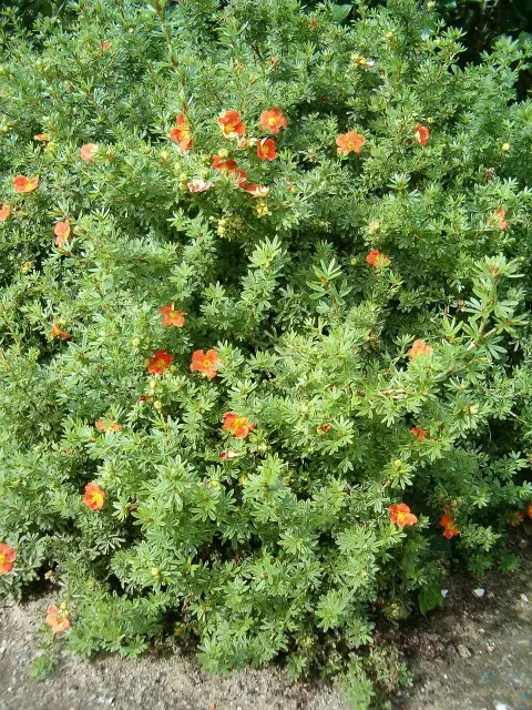 Piros virágú cserjés pimpó / Potentilla fruticosa 'Red Ace'