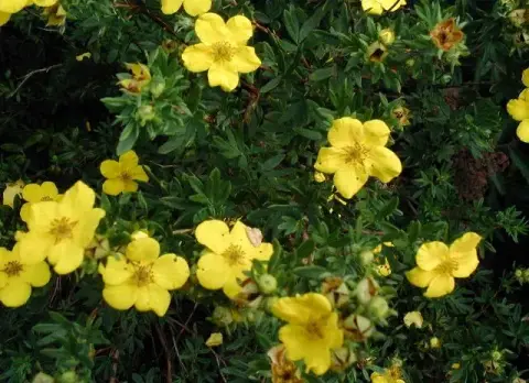 Krémszínű cserjés pimpó / Potentilla fruticosa 'Tilford Cream'