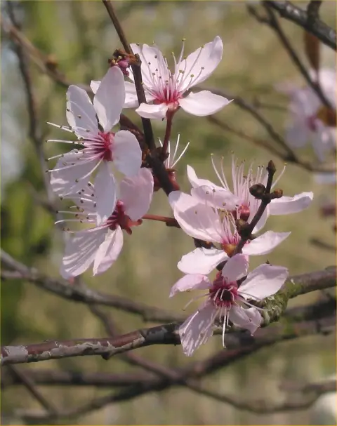Vérszilva / Prunus cerasifera 'Nigra'