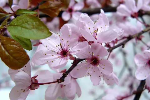 Vérszilva / Prunus cerasifera Woodii