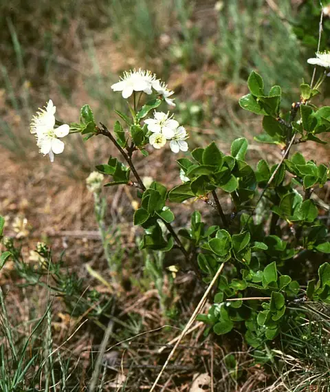 Gömb csepleszmeggy / Prunus fruticosa 'Globosa'