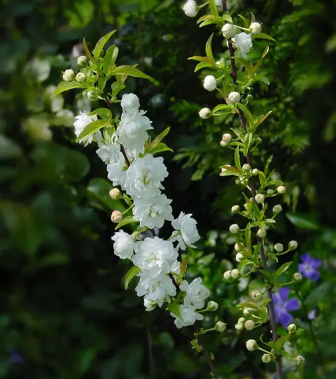 Fehér virágú babarózsa / Prunus glandulosa 'Alba Plena'
