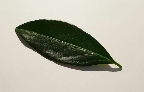 Babérmeggy / Prunus laurocerasus 'Caucasica'