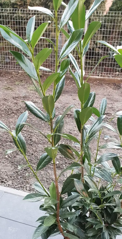 Babérmeggy / Prunus laurocerasus 'Caucasica'