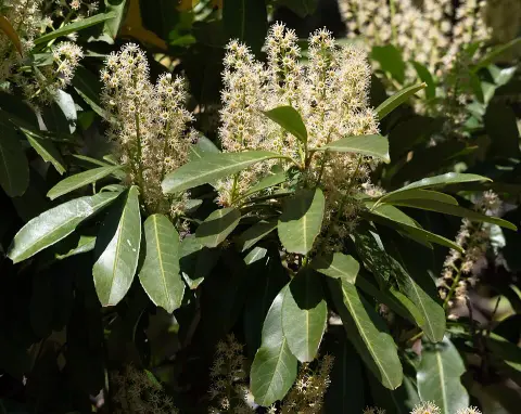 Vöröses hajtásvégű babérmeggy / Prunus laurocerasus 'Kleopatra'
