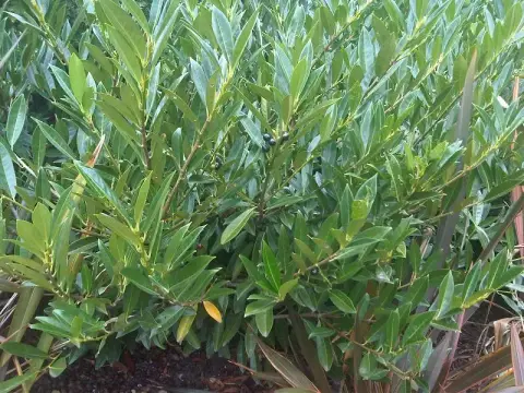 Törpe, terülő babérmeggy / Prunus laurocerasus 'Otto Luyken'