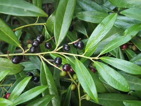 Alacsony növekedésű babérmeggy / Prunus laurocerasus 'Zabeliana'