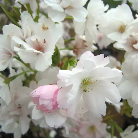 Fehér virágú oszlopos díszcseresznye / Prunus serrulata 'Amanogawa'