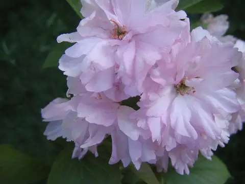 Díszcseresznye / Prunus serrulata 'Kanzan'