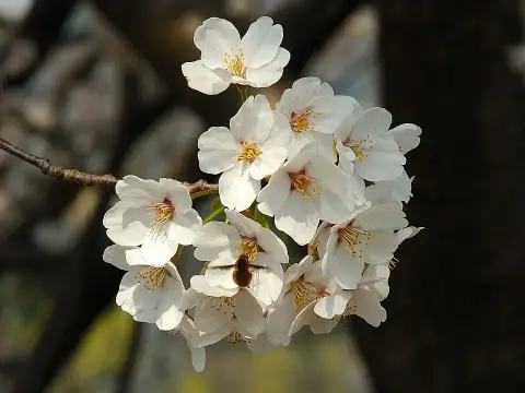 Csüngő díszcseresznye / Prunus serrulata 'Kiku-Shidare-Shakura'
