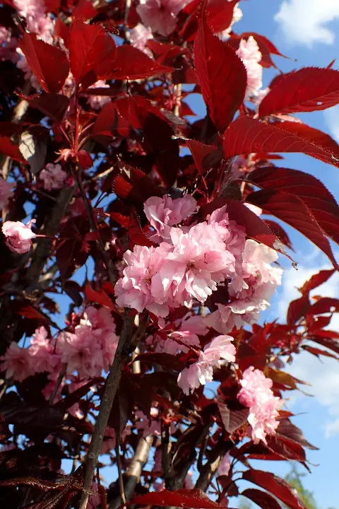 Bordó levelű díszcseresznye / Prunus serrulata 'Royal Burgundy'