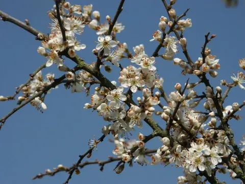 Kökény / Prunus spinosa
