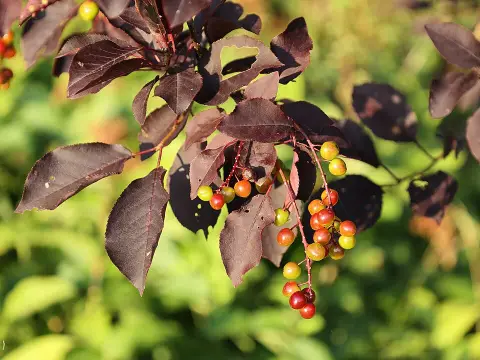 Vörös levelű májusfa / Prunus virginiana 'Schubert'