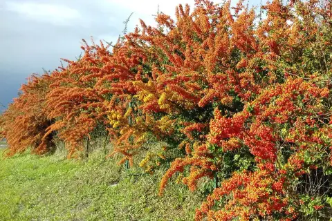 Citromsárga bogyós tűztövis / Pyracantha 'Soleil d'Or'