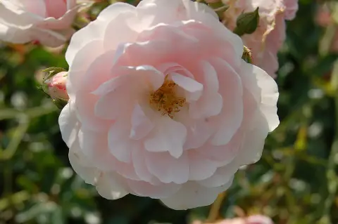 Fehér virágú törperózsa / Rosa 'Sea Foam'