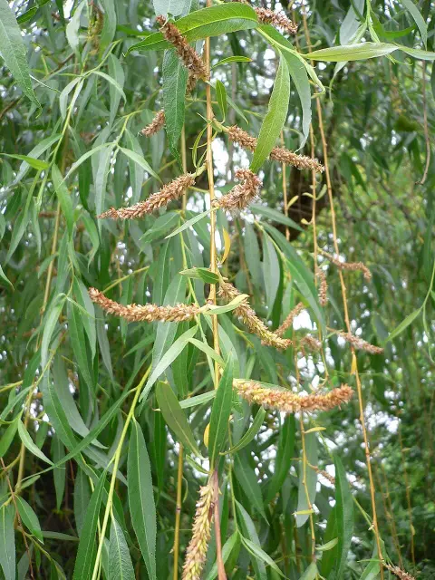 Szomorúfűz / Salix alba 'Tristis'