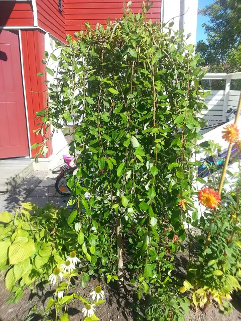 Csüngő barkafűz / Salix caprea 'Pendula'